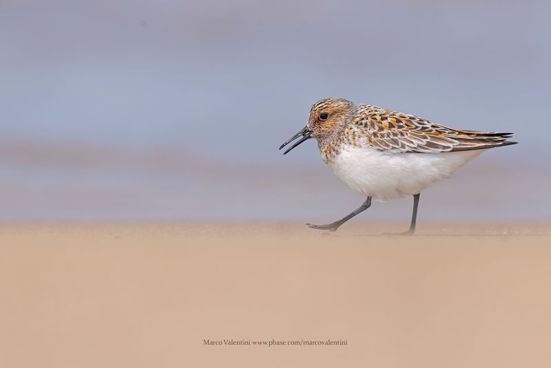 Sanderling - Calidris alba