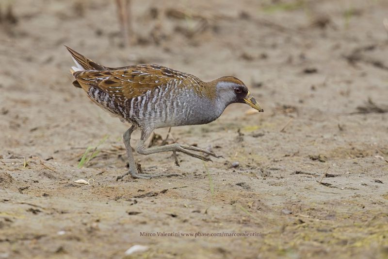 Sora - Porzana carolina