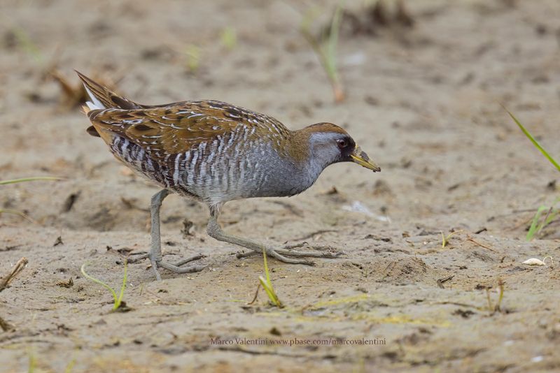 Sora - Porzana carolina