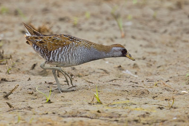 Sora - Porzana carolina