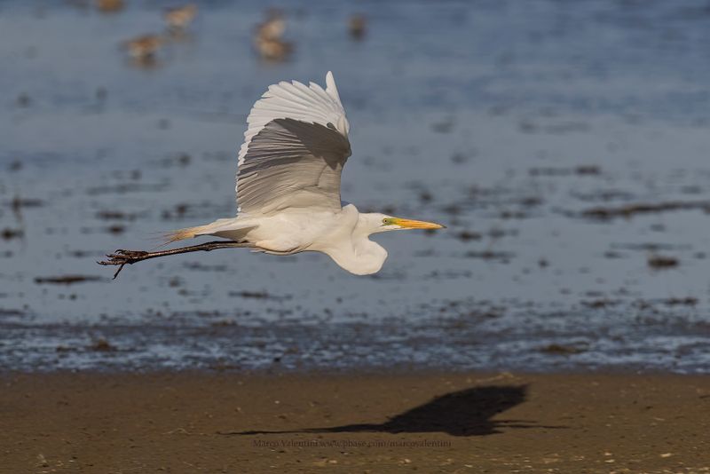 Great White heron - Ardea alba