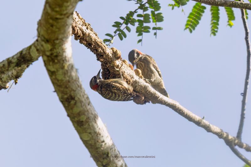 Sulawesi pygmy woodpecker - Yungipicus temminckii