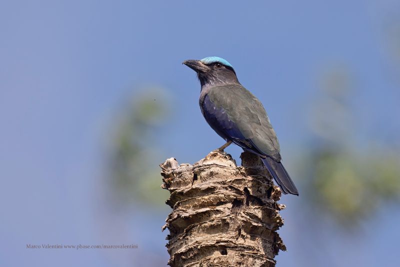 Purple-winged Roller - Coracias temminckii