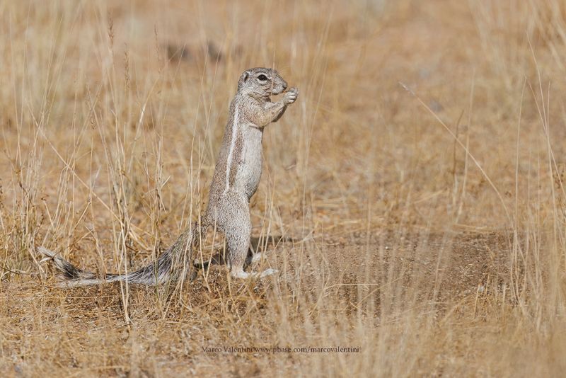 Cape Ground squirrel - Xerus inauris