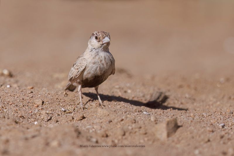 Grey-backed Sparrow-lark - Eremopteryx verticalis