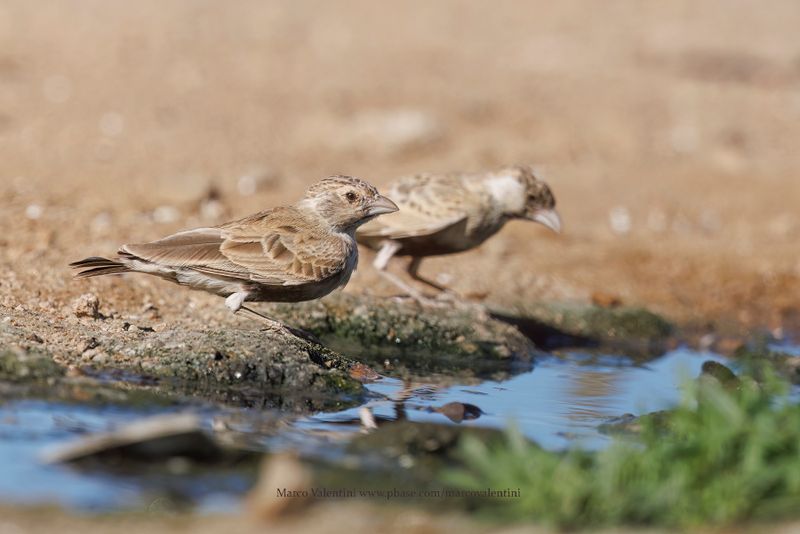 Grey-backed Sparrow-lark - Eremopteryx verticalis