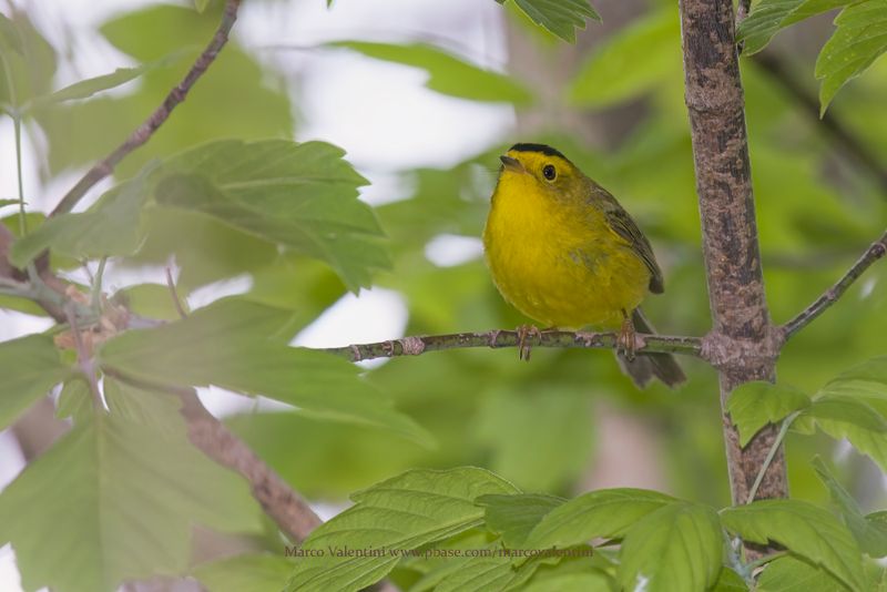 Magnolia Warbler - Setophaga magnolia