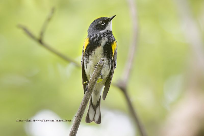 Yellow-rumped Warbler - Setophaga coronata