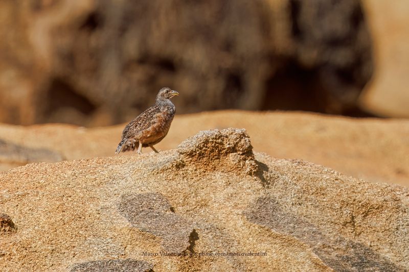 Hartlaub's Spurfowl - Pternistis hartlaubi