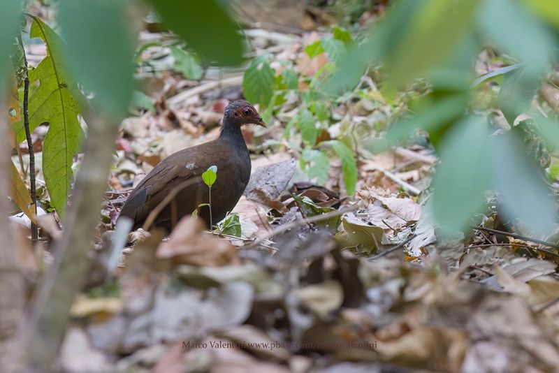 Philippine Megapode - Megapodius cumingii