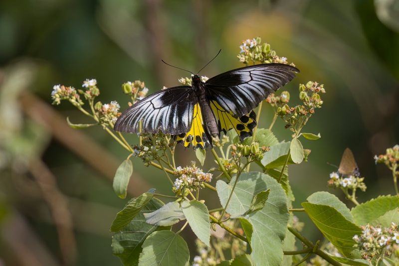 Troides helena