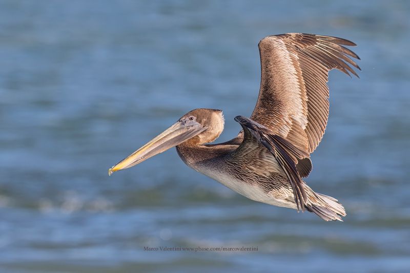 Brown pelican - Pelicanus occidentalis