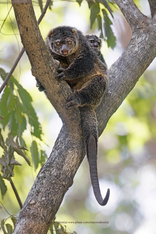 Sulawesi Bear Cuscus - Ailurops ursinus