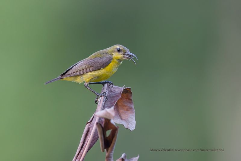 Ornate Sunbird - Cinnyris ornatus