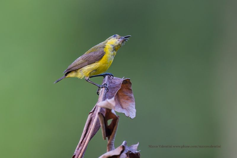 Ornate Sunbird - Cinnyris ornatus