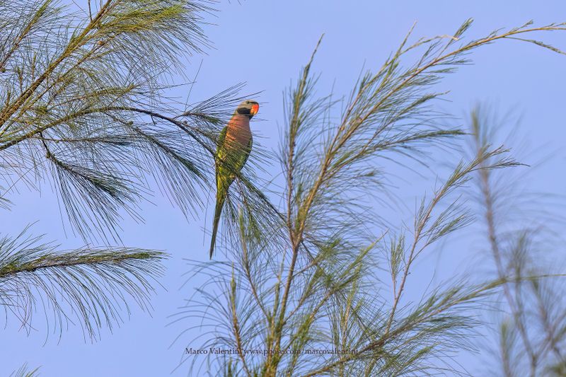 Red-breasted Parakeet - Psittacula alexandri