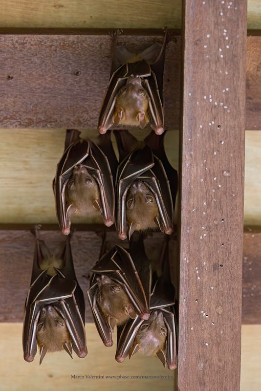Lesser Dog-faced Fruit Bat - Cynopterus brachyotis
