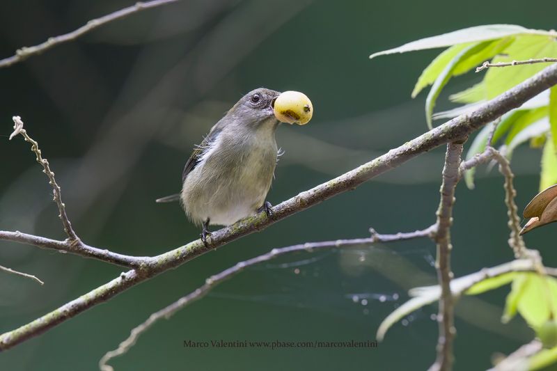 Scarlet-backed Flowerpecker -  Dicaeum cruentatum