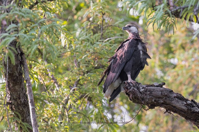 Madagascar Fish Eagle - Icthyophaga vociferoides