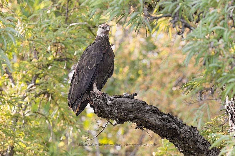 Madagascar Fish Eagle - Icthyophaga vociferoides