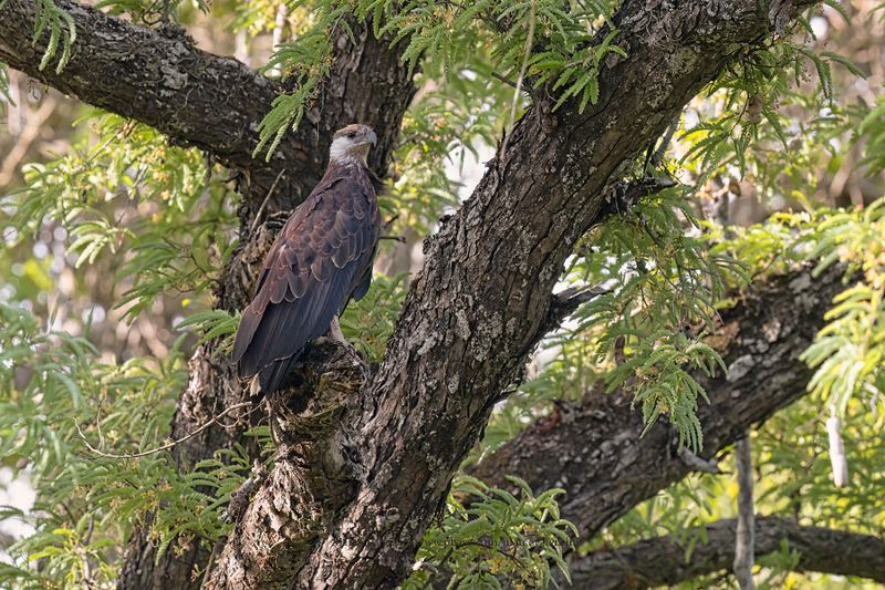 Madagascar Fish Eagle - Icthyophaga vociferoides