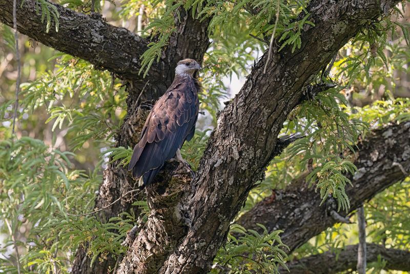 Madagascar Fish Eagle - Icthyophaga vociferoides