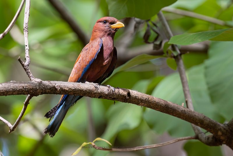 Broad-billed roller - Eurystomus glaucurus