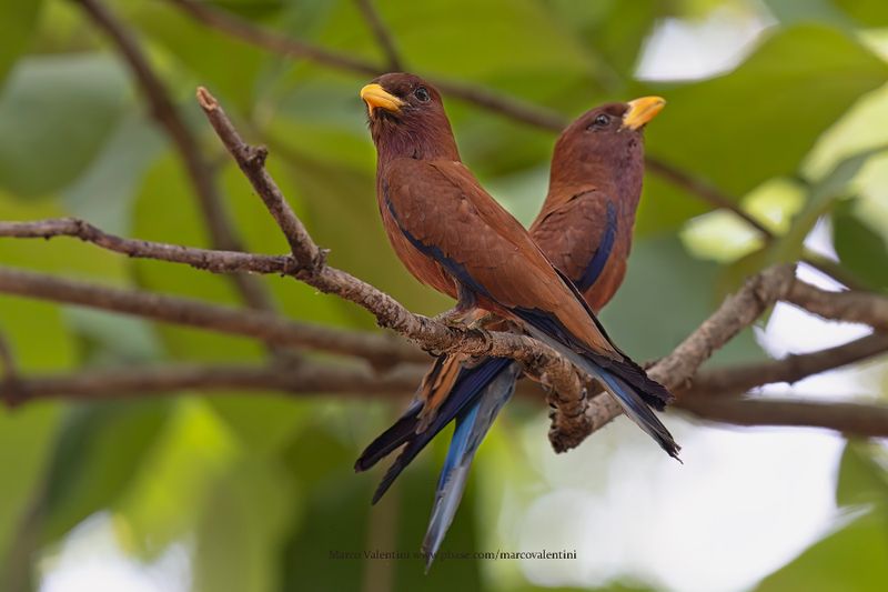Broad-billed roller - Eurystomus glaucurus