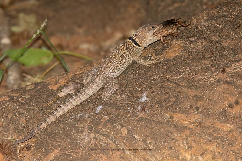 Madagascar Collared Iguana - Oplurus cuvieri