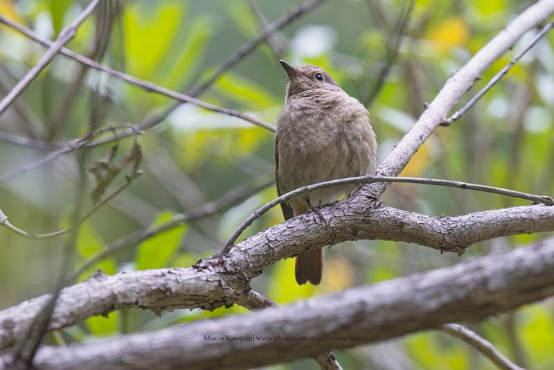 Forest Rock-thrush - Monticola sharpei