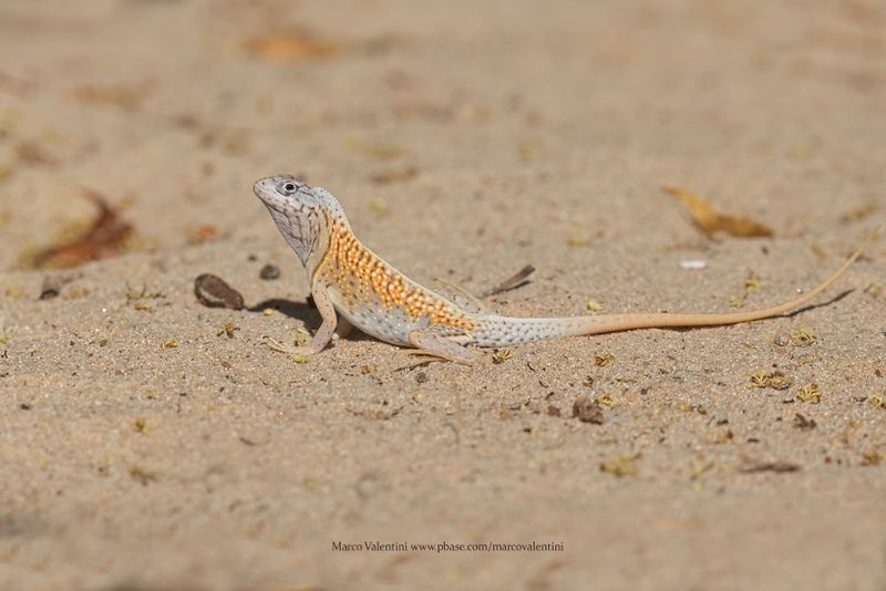 Madagascar Iguana - Chalorodon madagascariensis