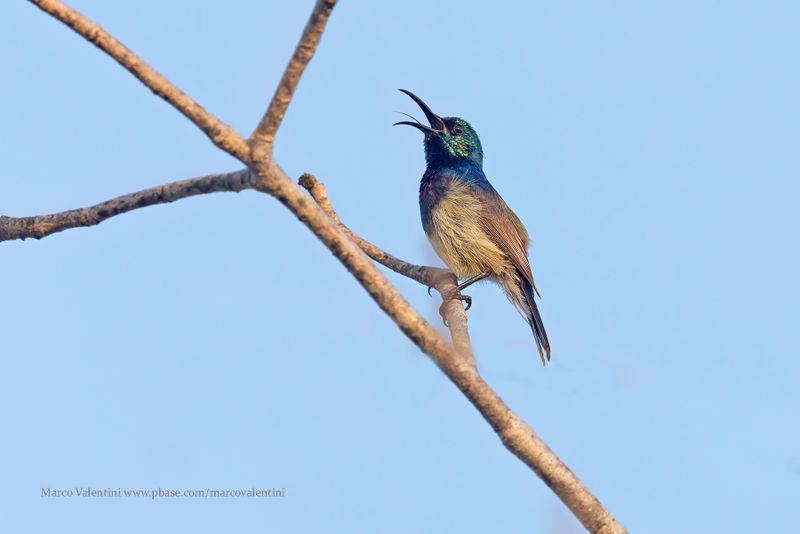 Souimanga Sunbird - Cinnyris sovimanga