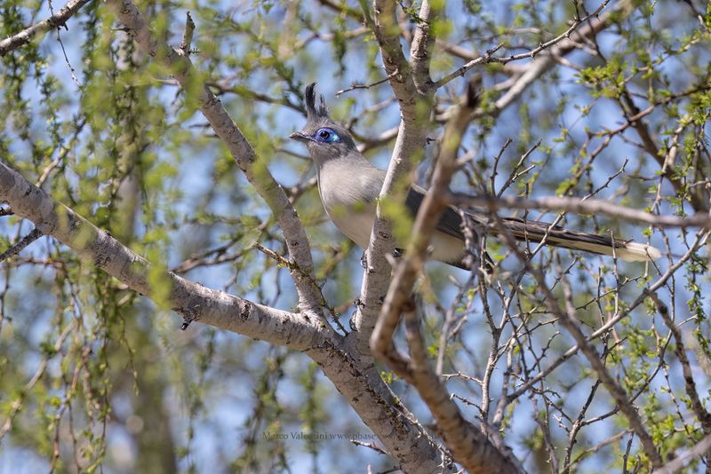 Verreaux Coua - Coua verreauxi