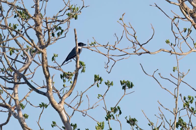 Lafresnaye's Vanga - Xenopirostris xenopirostris