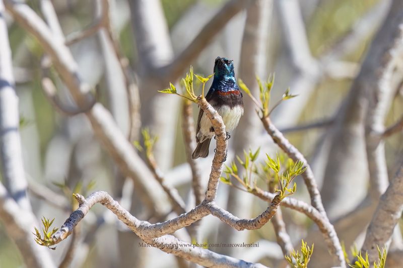 Souimanga Sunbird - Cinnyris sovimanga