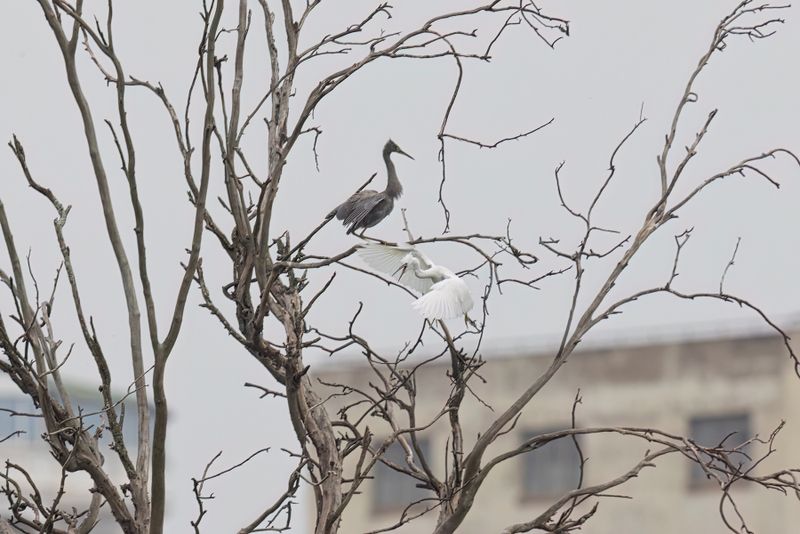 Dimorphic Egret - Egretta dimorpha