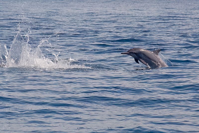 Spinner dolphin - Stenella longirostris