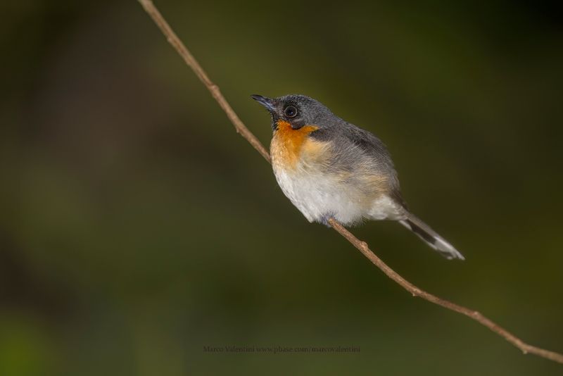 Spectacled Monarch - Symposiachrus trivirgatus