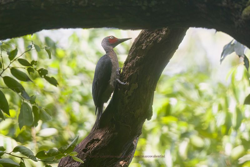 Ashy Woodpecker - Mulleripicus fulvus
