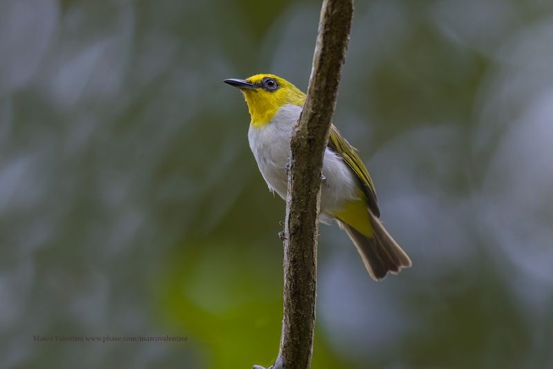 Black-ringed White-eye - Zosterops anomalus