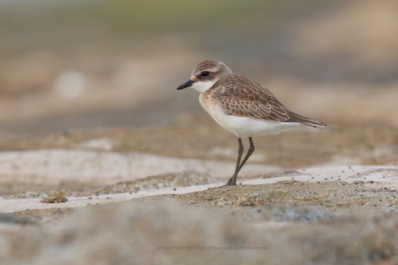 Tibetan Plover - Anarhynchus tibetanus