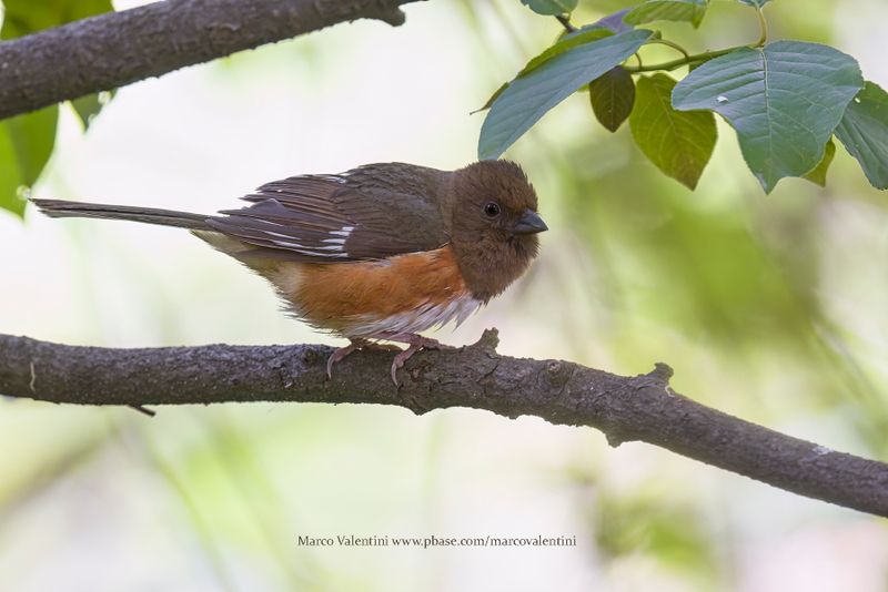 Eastern Towhee - Pipilo erythrophthalmus