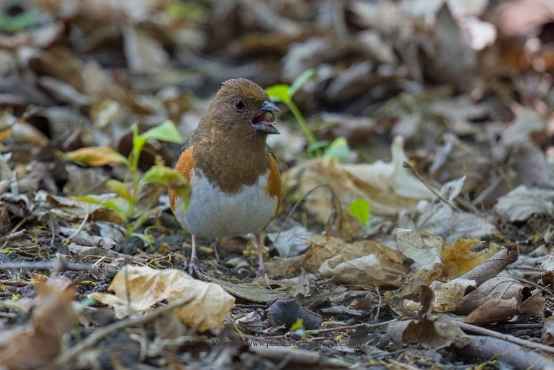 Eastern Towhee - Pipilo erythrophthalmus