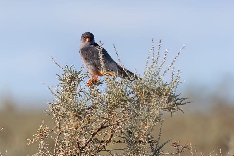 Amur Falcon - Falco amurensis