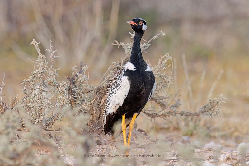Namibia 2023 Birds