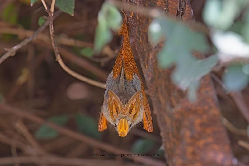 Yellow-winged Bat - Lavia frons