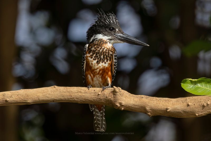 Giant kingfisher - Megaceryle maxima