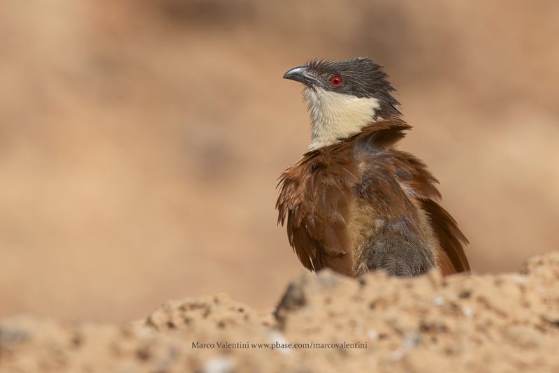 Senegal Coucal - Centropus senegalensis