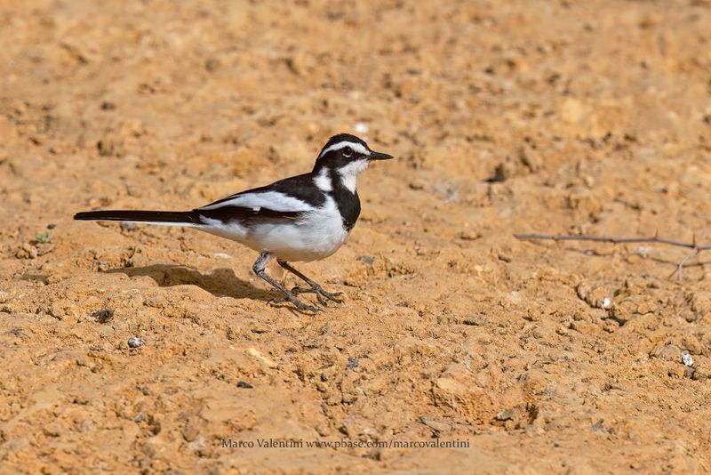 African pied Wagtail - Motacilla aguimp