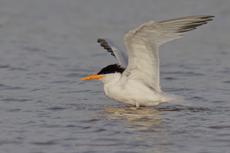 West African Royal Tern - Thalasseus albidorsalis